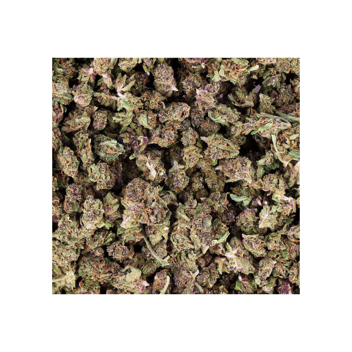 Fleur Purple USA CBD small Bud